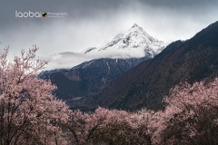 索松村 -- 林芝.西藏